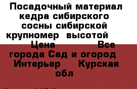 Посадочный материал кедра сибирского (сосны сибирской) крупномер, высотой 3-3.5  › Цена ­ 19 800 - Все города Сад и огород » Интерьер   . Курская обл.